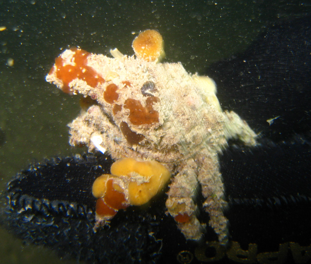 Alcuni crostacei dal Conero